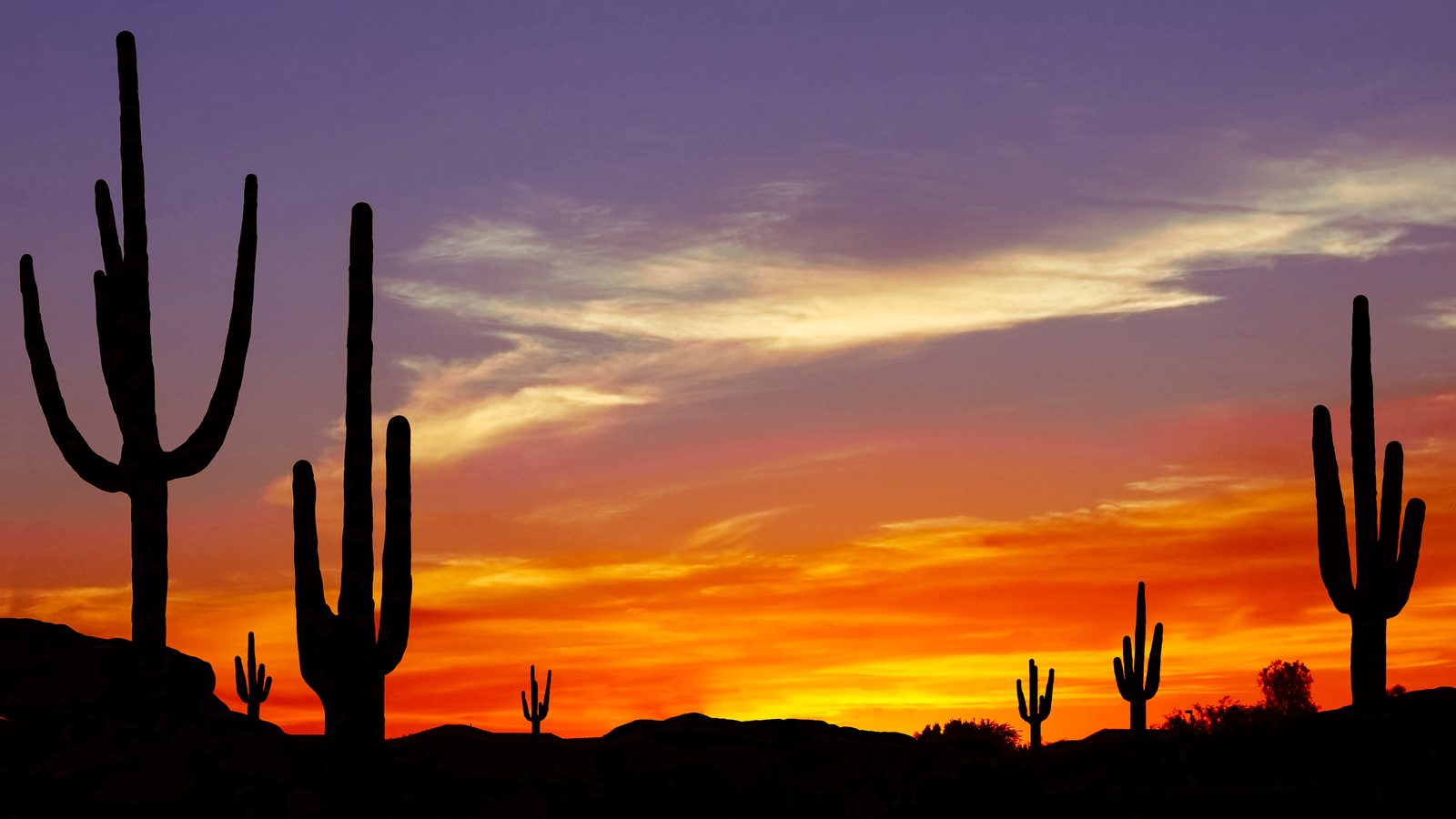 Saguaro cacti silhouetted against an Arizona desert sunset