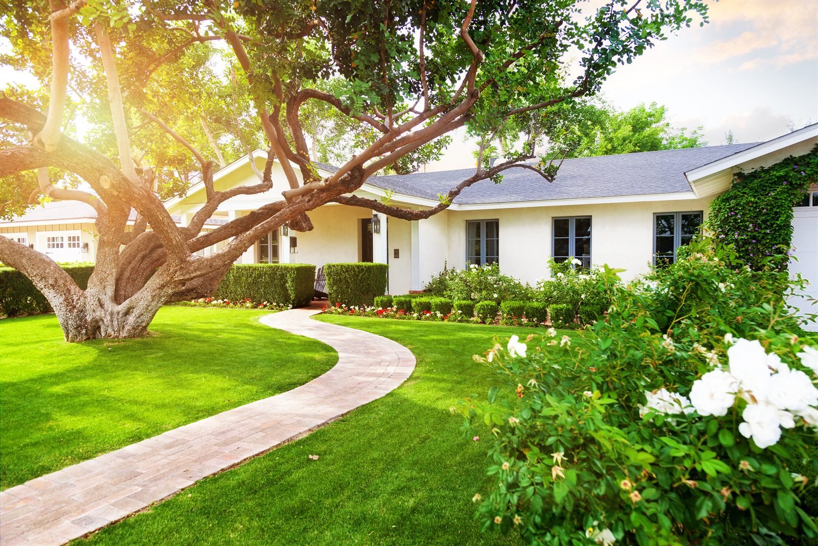 Single storey ranch home with a lawn and mature tree in golden light